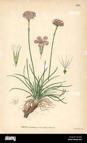 Attēlu rezultāti vaicājumam “Armeria vulgaris flower”