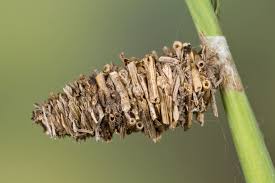 Attēlu rezultāti vaicājumam “Psychidae”