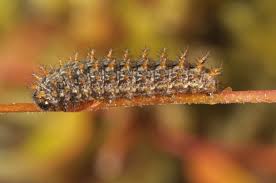 Attēlu rezultāti vaicājumam “Boloria aquilonaris”