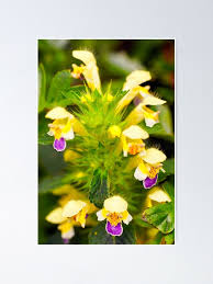 Attēlu rezultāti vaicājumam “Galeopsis speciosa flower”
