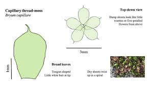 Attēlu rezultāti vaicājumam “Bryum capillare”