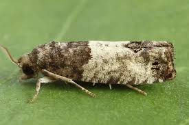 Attēlu rezultāti vaicājumam “Spilonota ocellana”