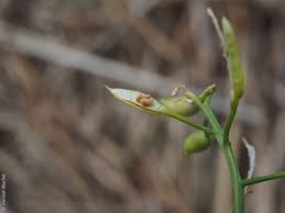 Attēlu rezultāti vaicājumam “Rorippa palustris fruit”