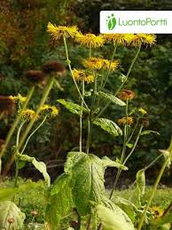 Attēlu rezultāti vaicājumam “Telekia speciosa leaf”