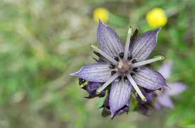 Attēlu rezultāti vaicājumam “Swertia perennis flower”