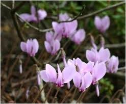 Attēlu rezultāti vaicājumam “Cyclamen hederifolium”