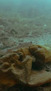 Image result for Microstomus kitt