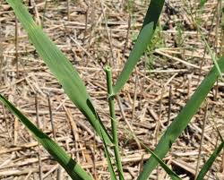 Attēlu rezultāti vaicājumam “Phragmites communis fruit”