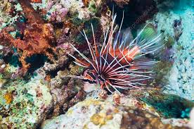 Image result for Pterois radiata