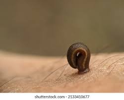 Attēlu rezultāti vaicājumam “Hirudinea”