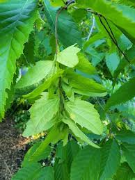 Attēlu rezultāti vaicājumam “Carpinus caroliniana”