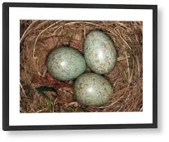 Attēlu rezultāti vaicājumam “Turdus merula eggs”
