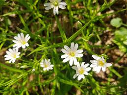 Attēlu rezultāti vaicājumam “Stellaria palustris”