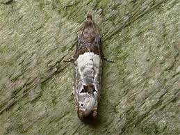 Attēlu rezultāti vaicājumam “Notocelia roborana”