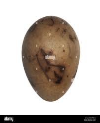 Attēlu rezultāti vaicājumam “Emberiza schoeniclus eggs”