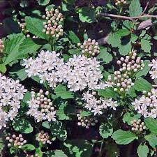 Attēlu rezultāti vaicājumam “Physocarpus opulifolius”