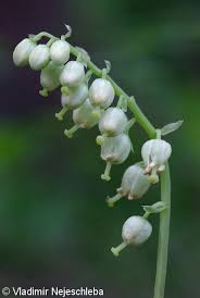 Attēlu rezultāti vaicājumam “Orthilia secunda flower”