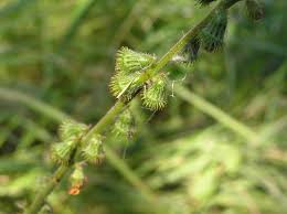 Attēlu rezultāti vaicājumam “Agrimonia eupatoria fruit”