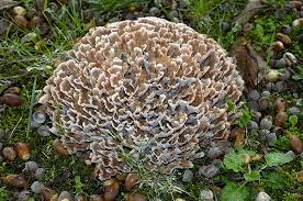 Image result for Podoscypha multizonata