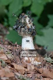 Attēlu rezultāti vaicājumam “Phallus impudicus”