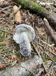 Attēlu rezultāti vaicājumam “Hypomyces chrysospermus”