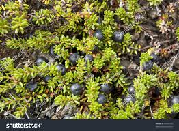 Attēlu rezultāti vaicājumam “Empetrum nigrum leaf”