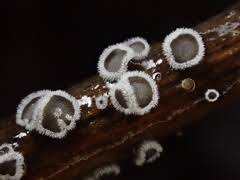 Attēlu rezultāti vaicājumam “Lachnella alboviolascens”