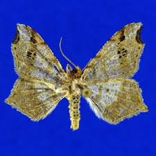 Attēlu rezultāti vaicājumam “Macaria signaria”