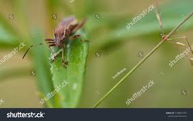 Attēlu rezultāti vaicājumam “Alydus calcaratus”