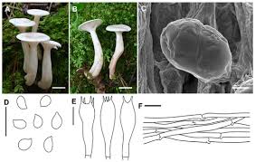Attēlu rezultāti vaicājumam “Collybia sp.”