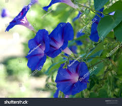 Image result for Prunkwinde