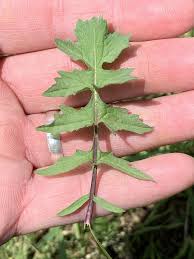 Attēlu rezultāti vaicājumam “Sisymbrium loeselii leaf”