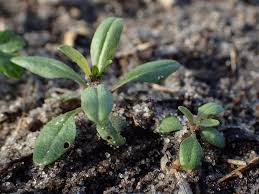 Attēlu rezultāti vaicājumam “Erysimum cheiranthoides”