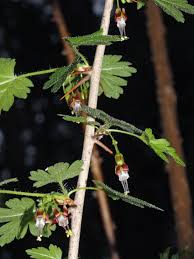 Attēlu rezultāti vaicājumam “Ribes rubrum fruit”