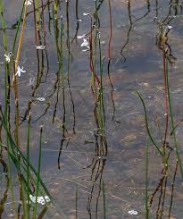 Attēlu rezultāti vaicājumam “Lobelia dortmanna bud”