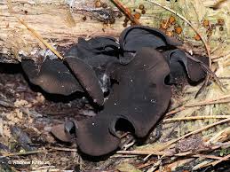 Attēlu rezultāti vaicājumam “Ionomidotis irregularis”