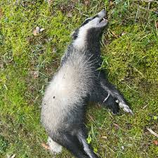 Attēlu rezultāti vaicājumam “Meles meles”