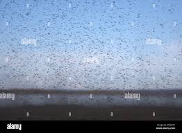 Attēlu rezultāti vaicājumam “Tanytarsus”