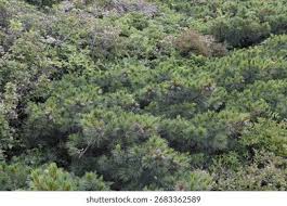 Attēlu rezultāti vaicājumam “Pinus pumila”