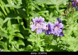Attēlu rezultāti vaicājumam “Geranium bohemicum flower”