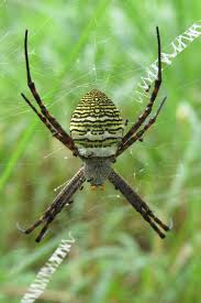 Image result for st andrews cross spider