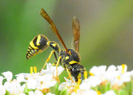 Attēlu rezultāti vaicājumam “Eumenes sp.”