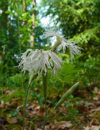 Attēlu rezultāti vaicājumam “Dianthus arenarius leaf”