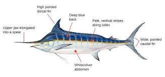 Image result for Makaira mazara