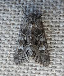 Attēlu rezultāti vaicājumam “Papestra biren”