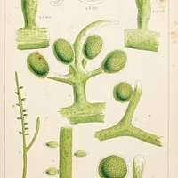 Attēlu rezultāti vaicājumam “Chaetophora pisiformis”