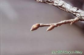 Attēlu rezultāti vaicājumam “Corylus colurna”