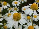 Live In Art: Chamomile Bath Salts