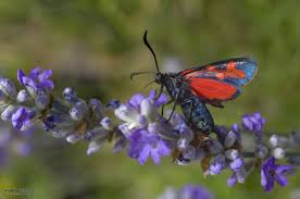 Attēlu rezultāti vaicājumam “Zygaena filipendulae exuvia”