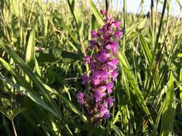 Attēlu rezultāti vaicājumam “Gymnadenia conopsea bud”